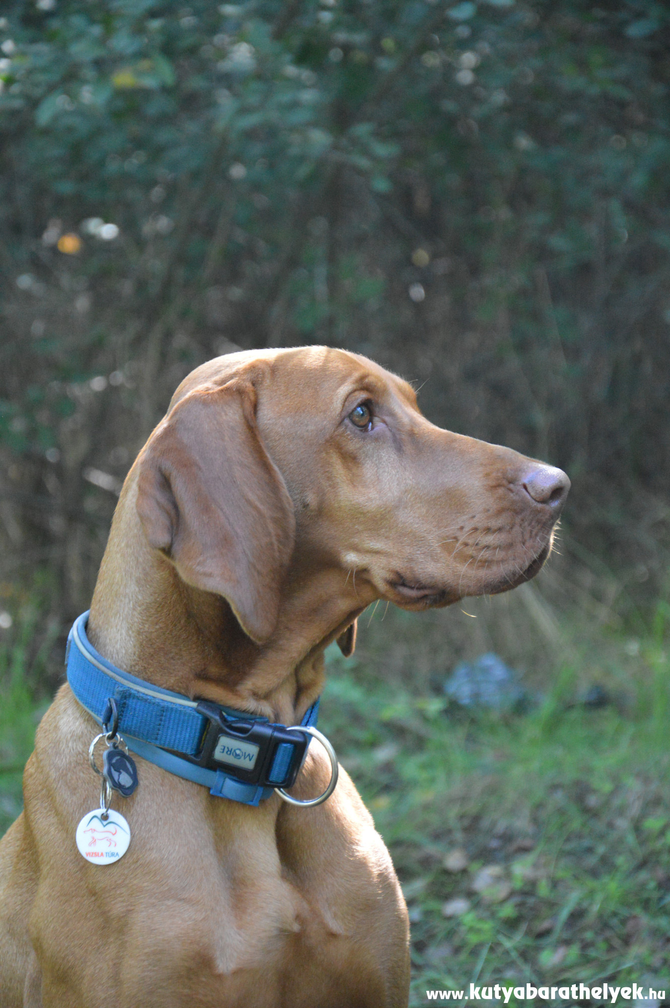 A túrákon a kutyák nyakörvére helyezhető Vizsla Túrás biléta jár minden résztvevő kutyának