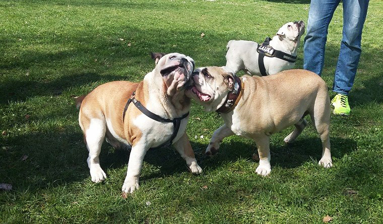 Egész napos játék vár a bulldogokra - a gazdikra pedig színes programok