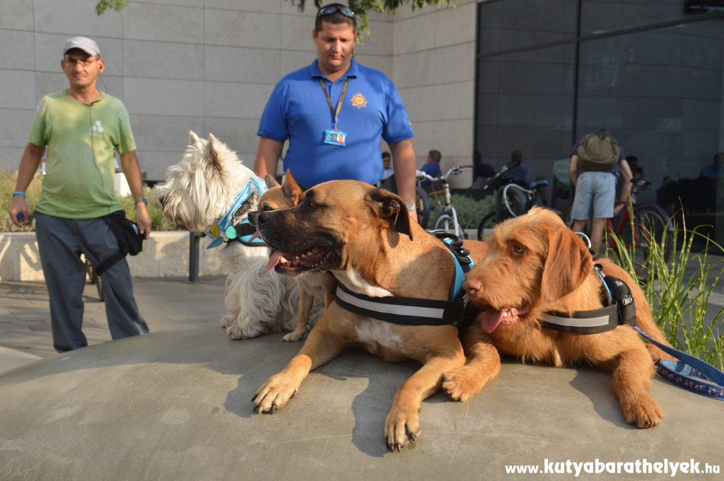 Az I. ALLEE Ebathlon Versenyen minden kutyus megmutathatja, mit tud!