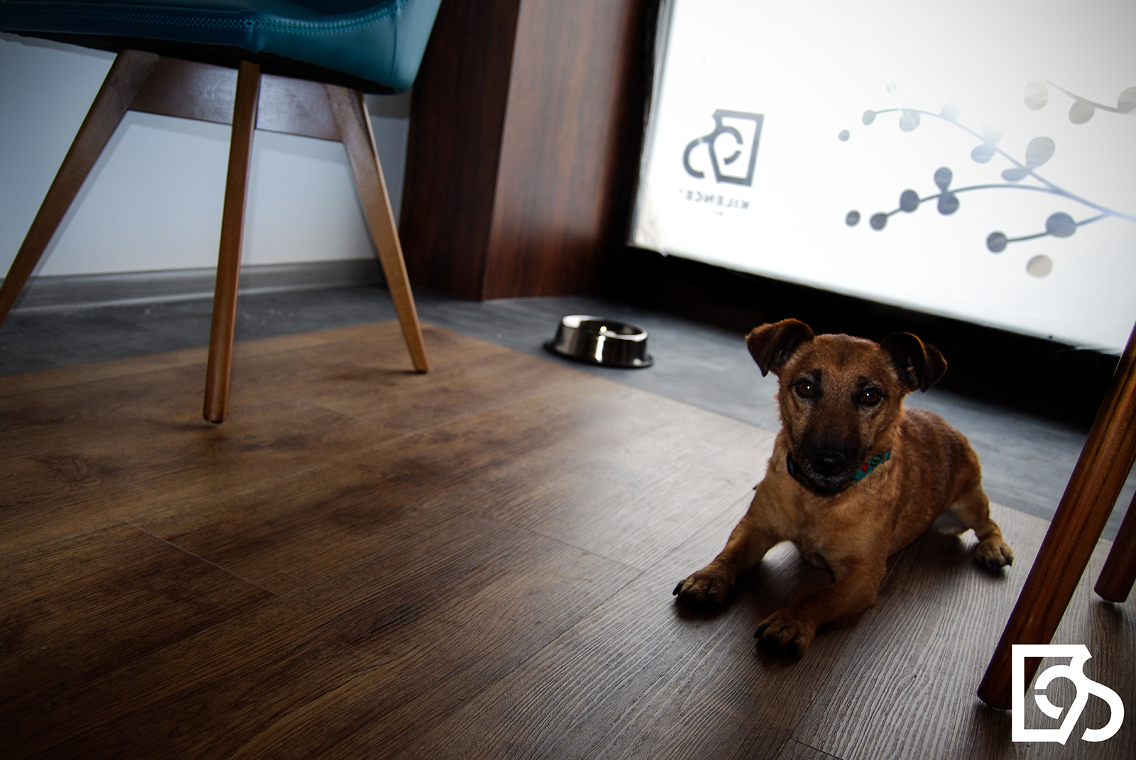 Kutyabarát Kilences Cafe & Kultfood Kutyabarát Kilences Cafe & Kultfood