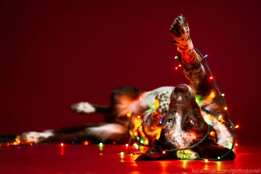 Boldog Karácsonyt - kutyával! - 4