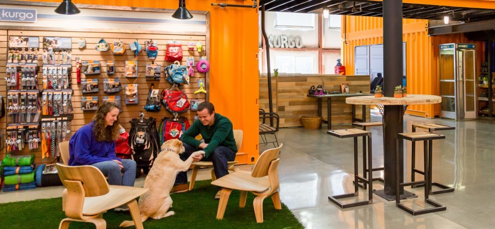 Mia, a sárga labrador egy Kurgo-meetingen