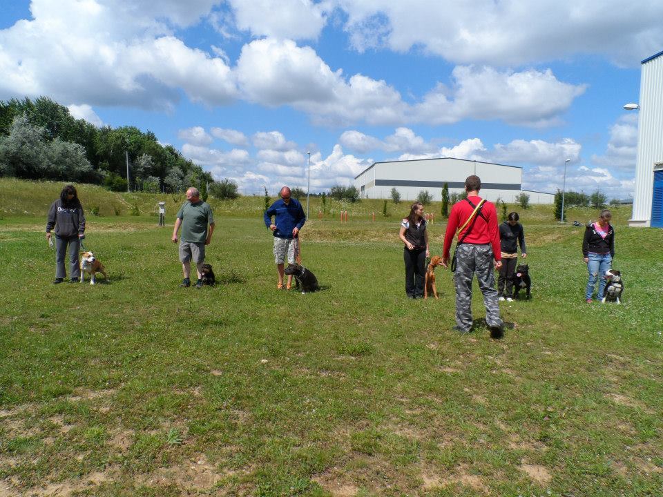 Tanulók a kutyaiskolában
