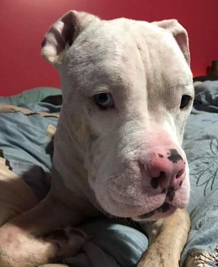 Élete végéig gyógyszereket kell szednie a kutyának