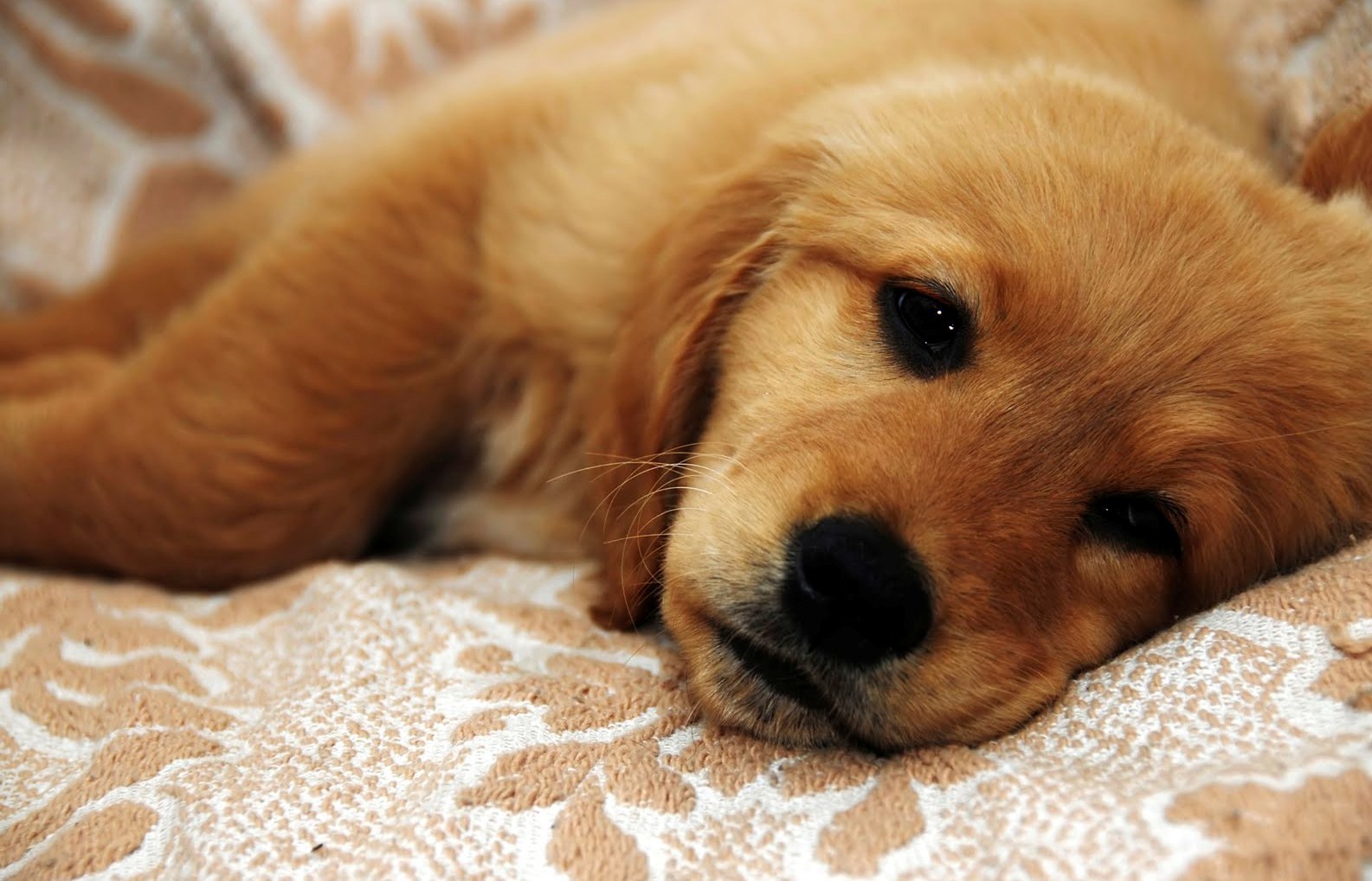 Bágyadt és kedvetlen a kölyökkutya? Betegség is állhat a hátterében