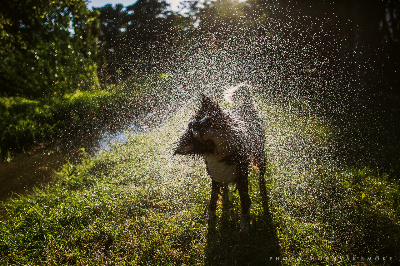 A természetes vizek nagy részénél nincs akadálya a kutya úsztatásának - utána kell azonban járni, nincs-e érvényben tiltás az adott partszakaszon!