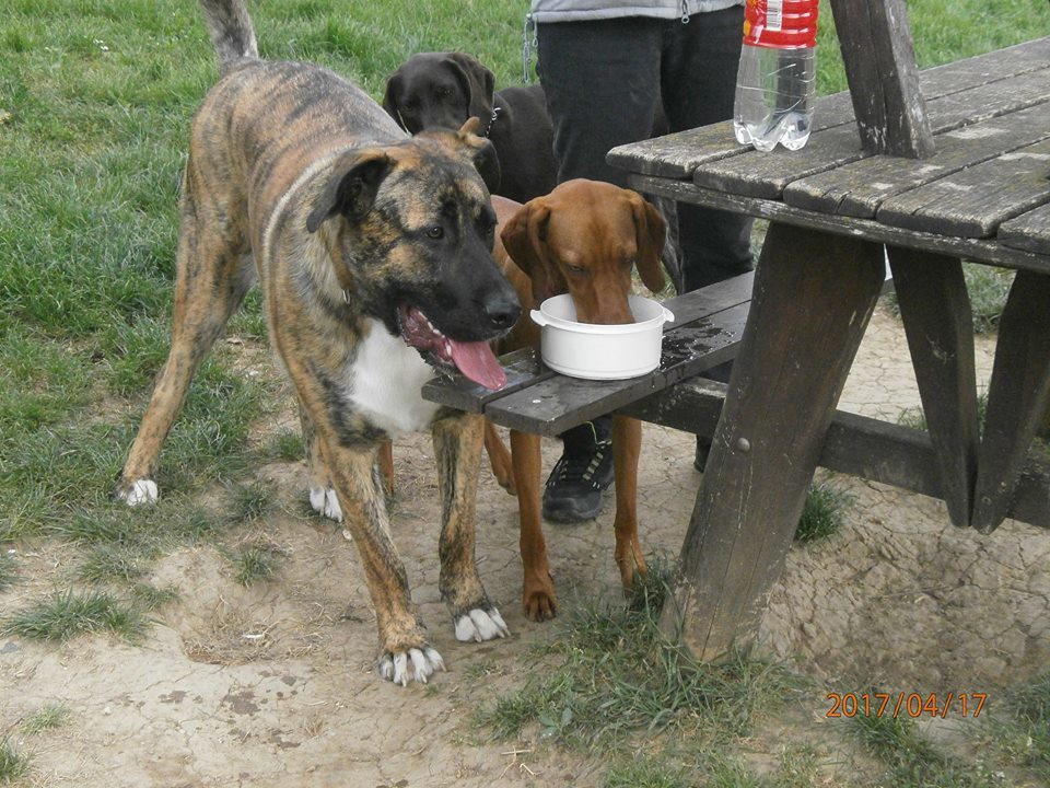 Itatótálka helyett egy egész medence várja a felfrissülni vágyó kutyusokat