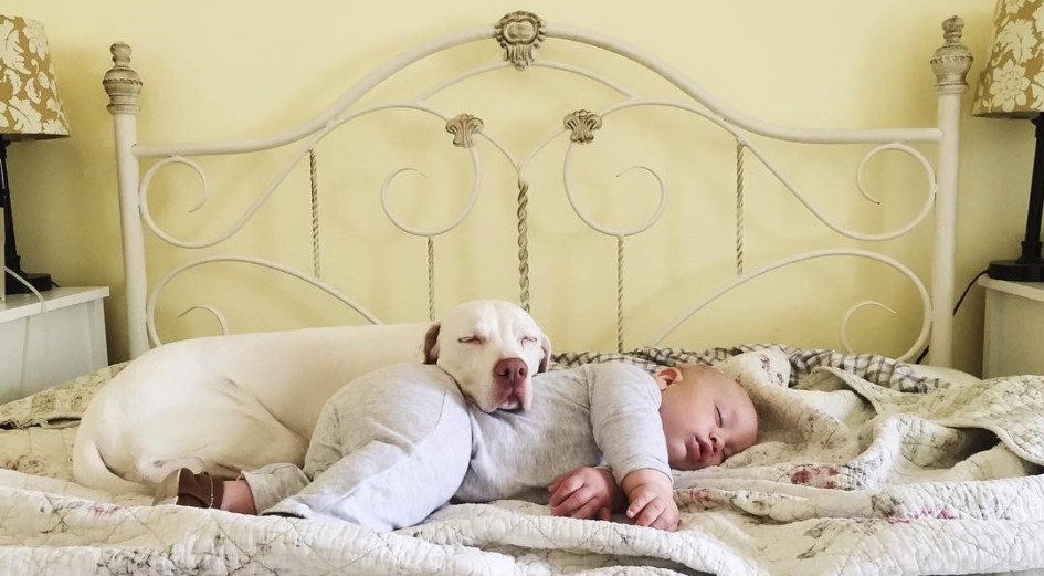 Nora, a mentett pointer legjobb barátja családja kisfia lett