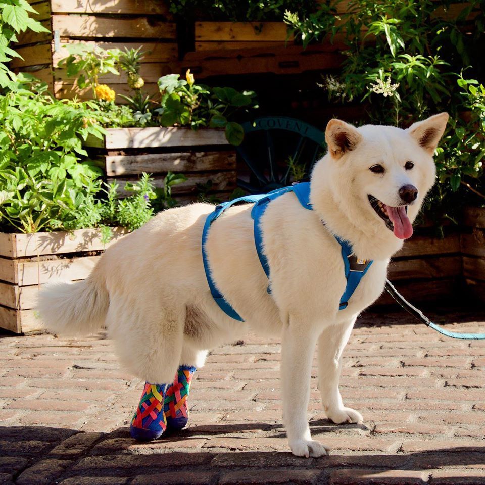 Jindol esélyt kaphatott egy boldogabb életre szerető gazdijának hála