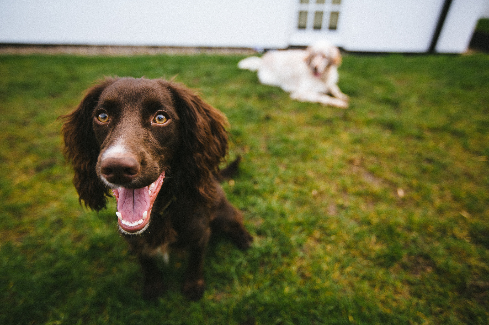 Egészséges kutya-fogak - az oregánó olaj segít!
