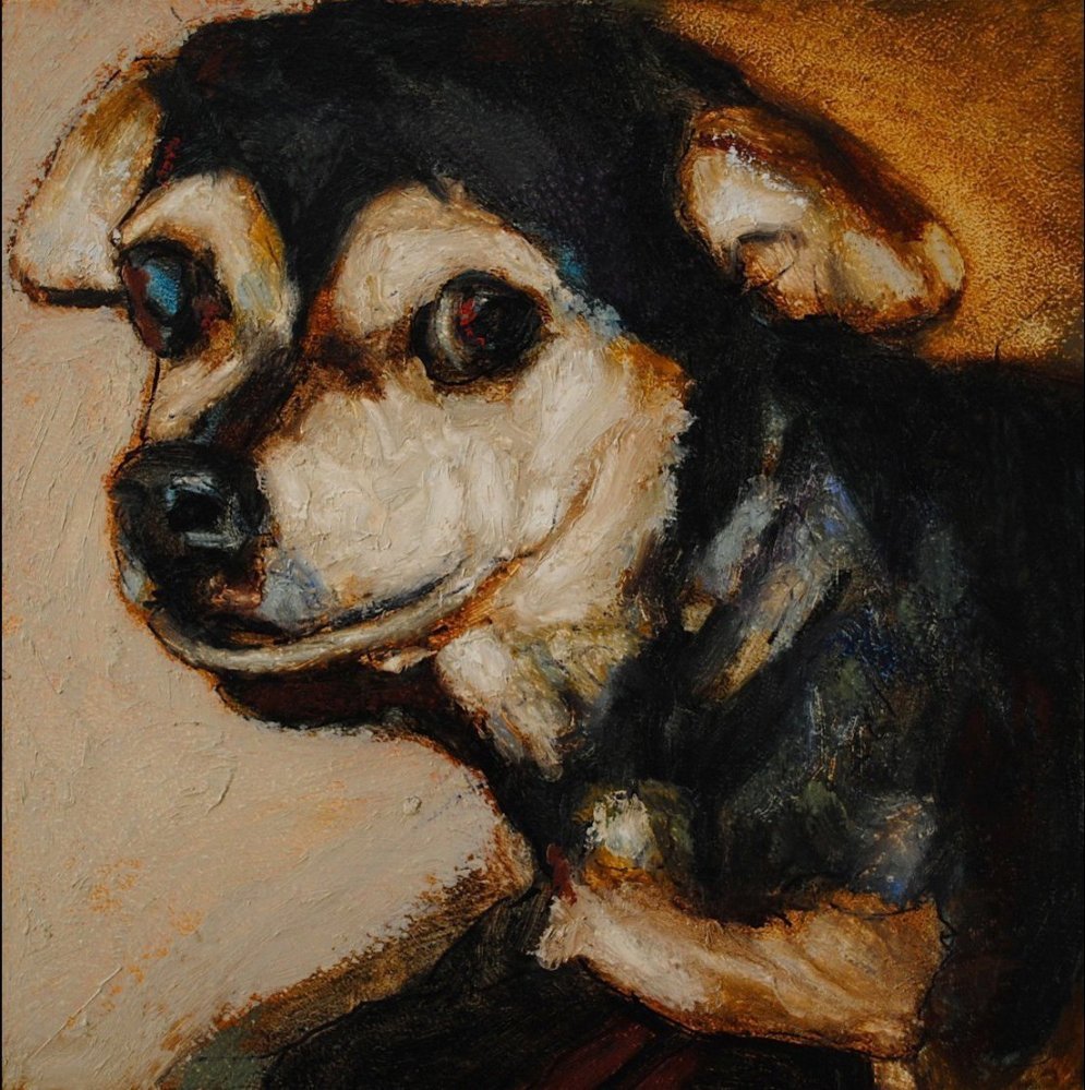 Rémült csivava portréja