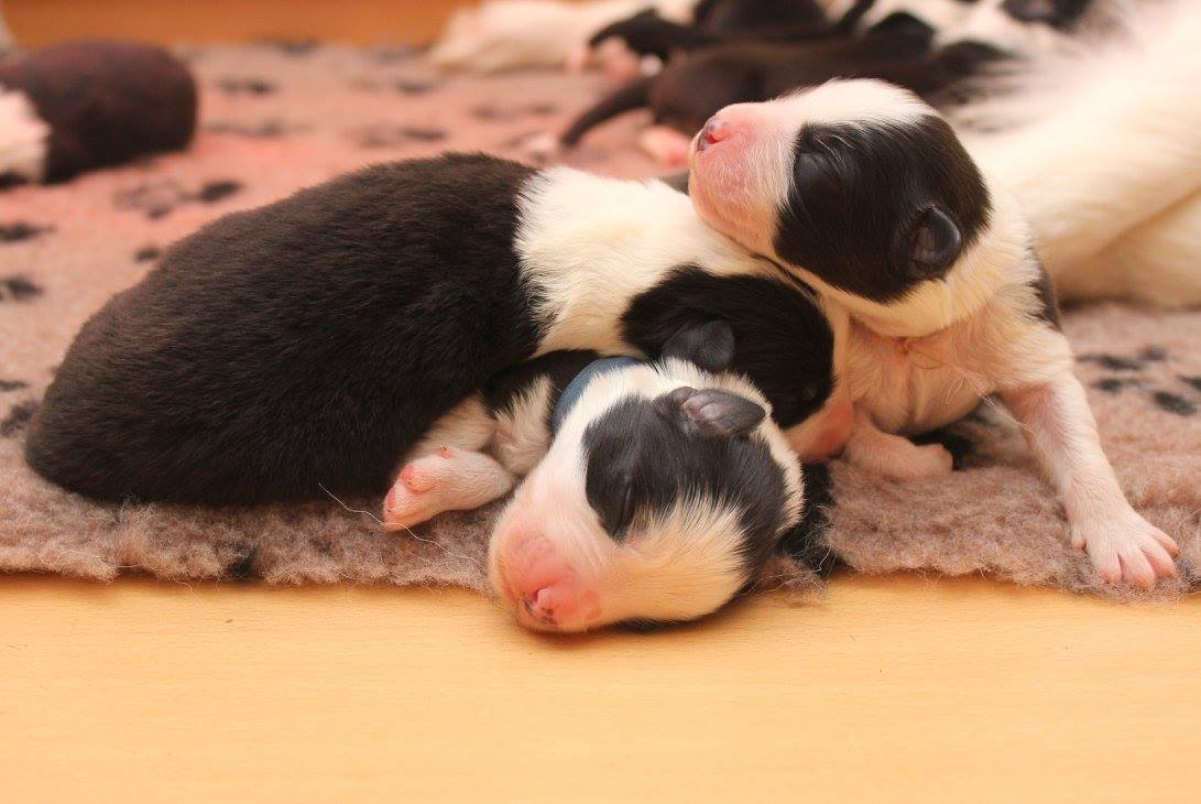 A kutyusok nevei is megvannak már