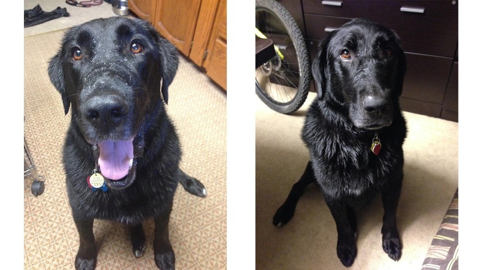 Everett, az újfundlandi-labrador keverék kutya