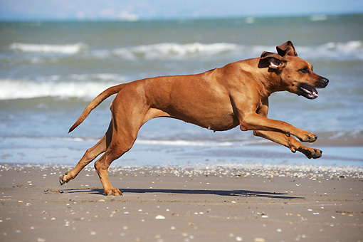 A munka orientált óriás könnyen a család kedvence lehet 