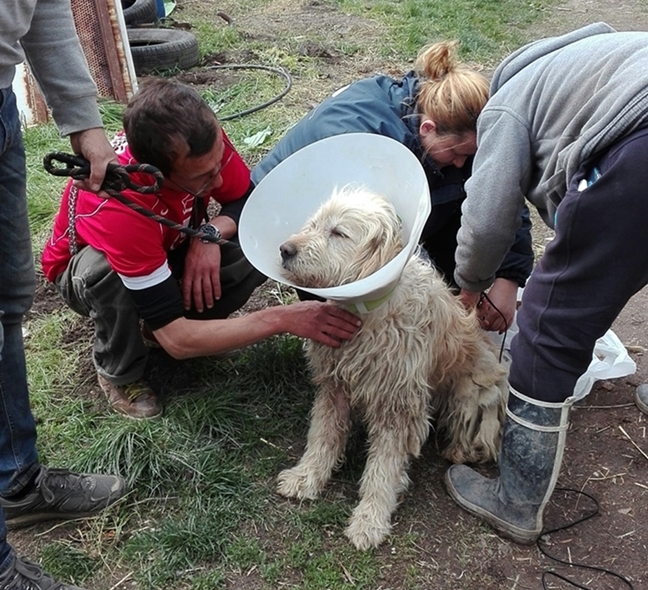 Az alapítvány egyik legújabb mentvénye, a sérült Rexi is megszépült a nyílt napon