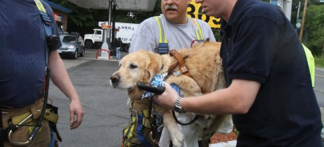 Figo, a vakvezető busz elé ugrott, hogy megmentse gazdáját