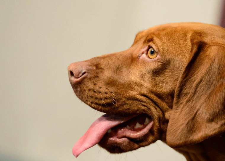A vizsla figyelmes tekintete