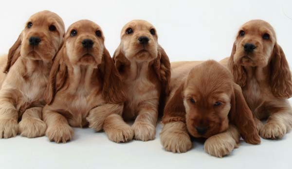 Minőségi, ápolt kölykök tenyésztőnél