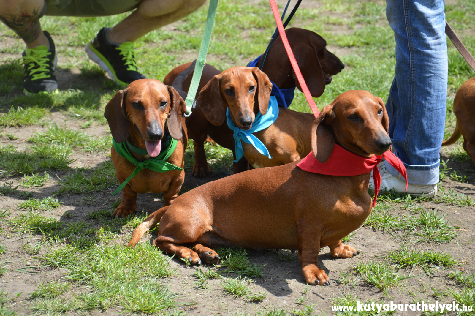 Az 5. Tacskó Találkozón ezúttal kék szalagot, vagy kendőt kötnek a gazdik a tacsik nyakába