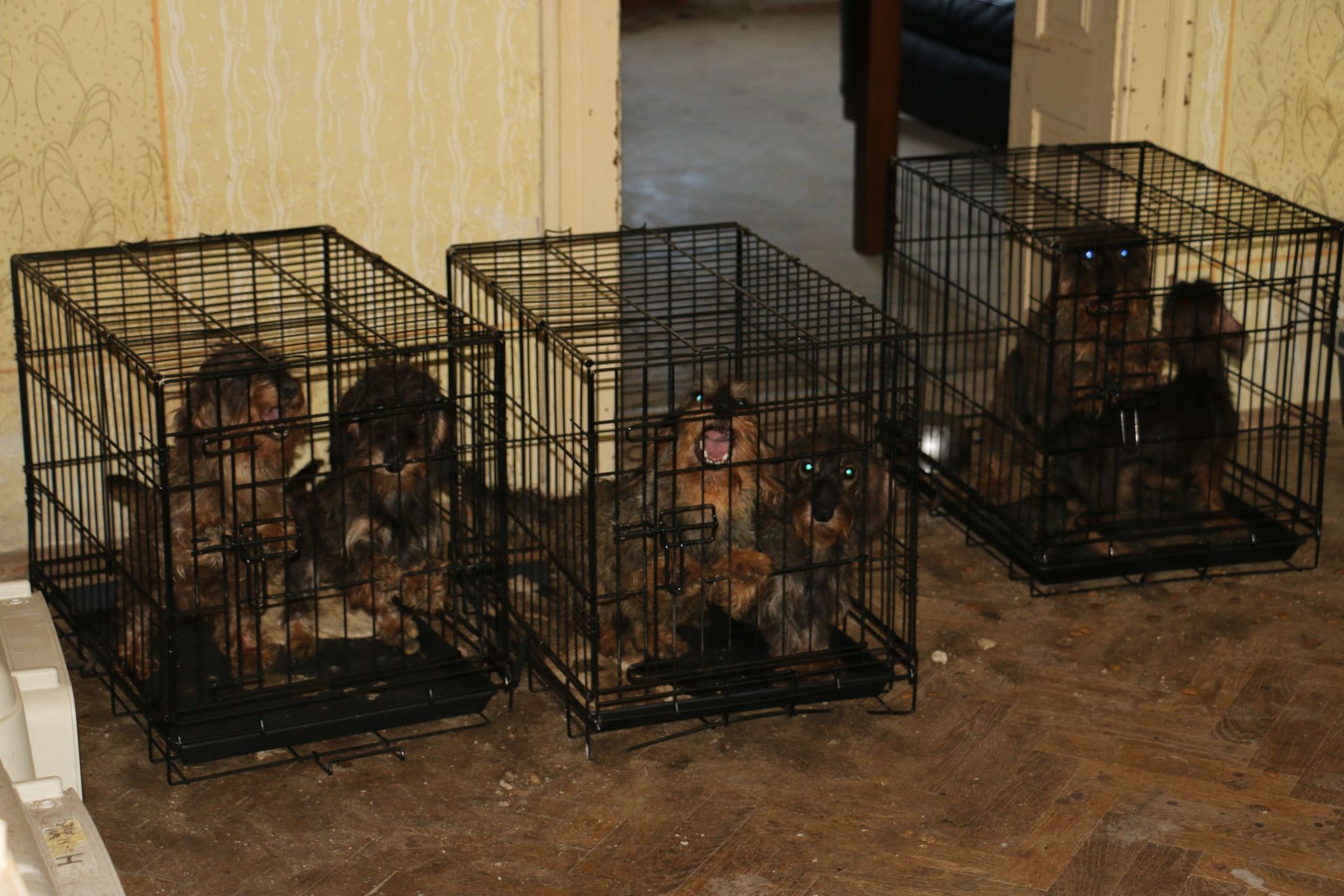 A házban 92 kutya volt összezsúfolva