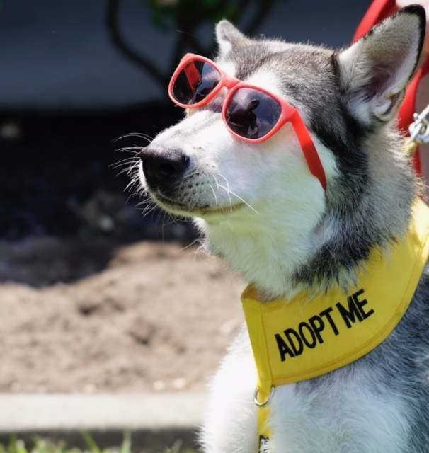Fogadj örökbe! - nagyon sok husky kerül menhelyre