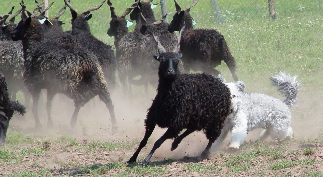 Kutyás birkaterelés is lesz!