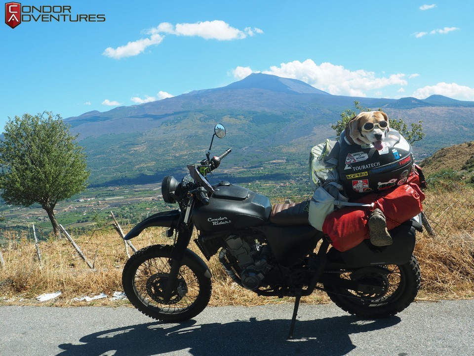 Kutya a motoron