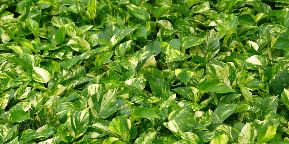 Ilyen minden lakásban van