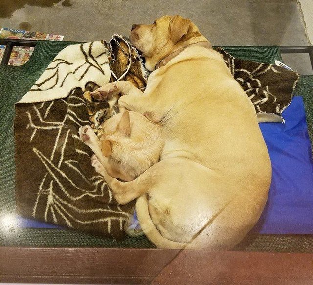 Szorosan összebújva alszanak a kutyusok