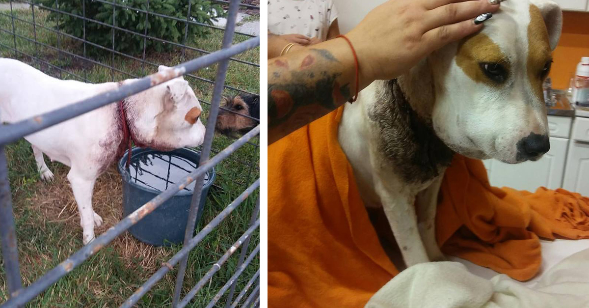 Hope nyakára túl szorosan feszült a kötél, ez okozta az ödémát