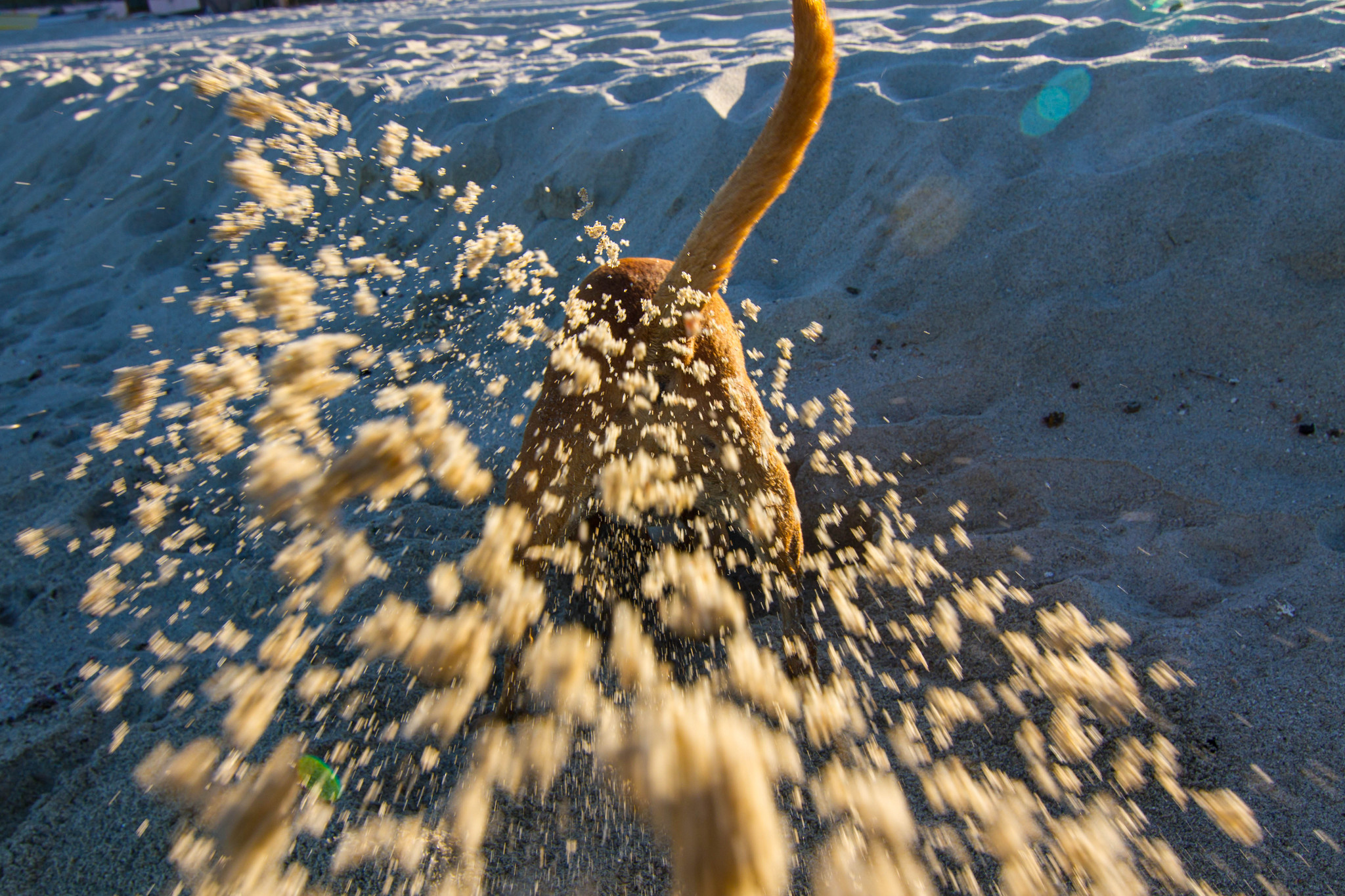 Legjobb móka: gödörásás! És közben a kutyaköröm is kopik.