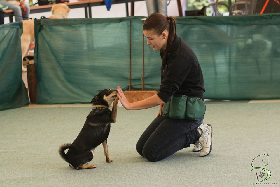 Trükköket is bemutattak az I. Holdfény Dog Dancing Kupán