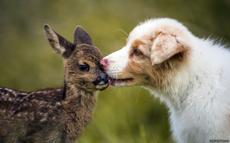 Őzike3 Egy baráti kutyapuszi :)
