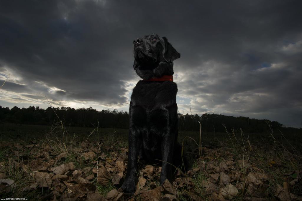 Andrea Lukácsi - Ében - A kép az örökbefogadásának első napján készült. 