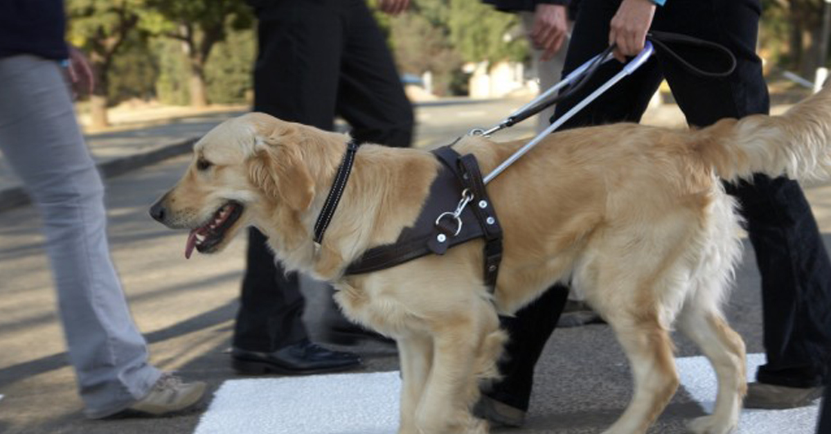 Kitessékelték a boltból a vakvezető kutyás látássérült lányt
