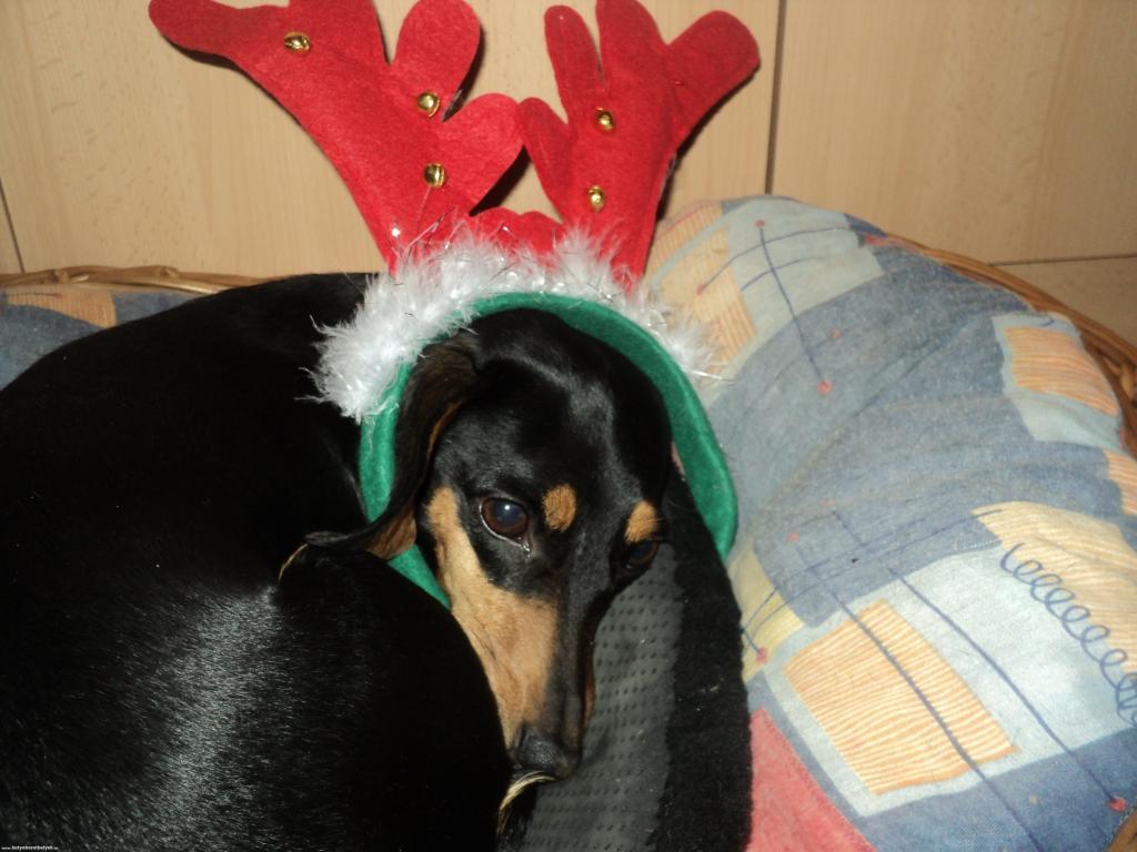 Nicci Kitka - Karácsonyi tacsink :) - 356 lájk