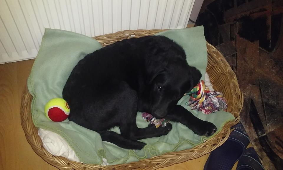 Artúr, a fekete keverék kölyök a szombati nyílt nap alkalmával költözött gazdihoz