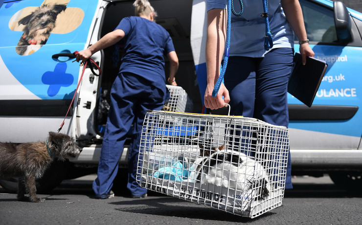 Az állatmentőknek is akadt dolguk a helyszínen