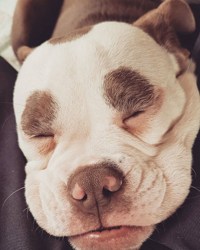 Egyébként egy boldog, vidám kutya