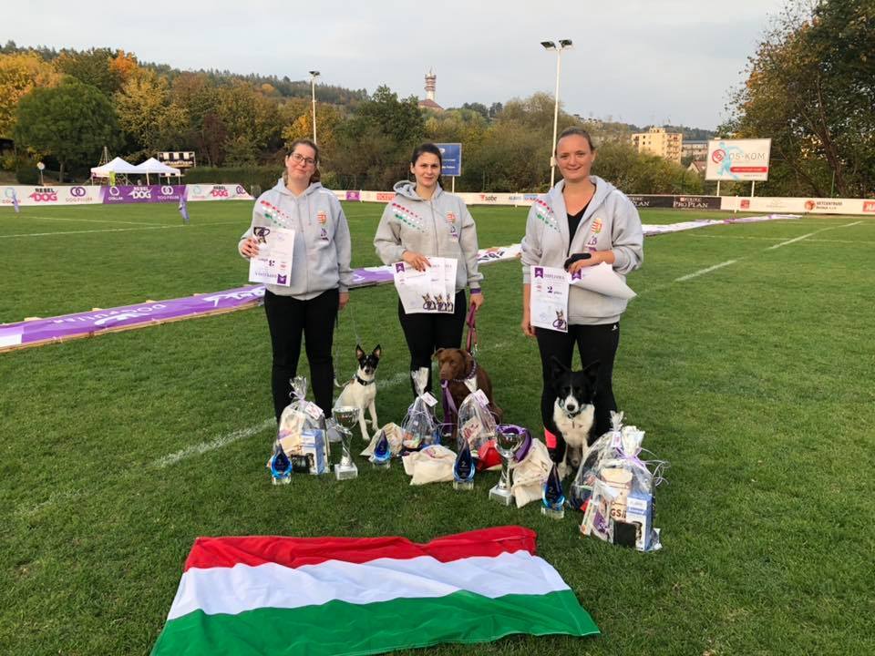 Különböző kategóriákban mérhetik össze tudásukat a kutyák a 