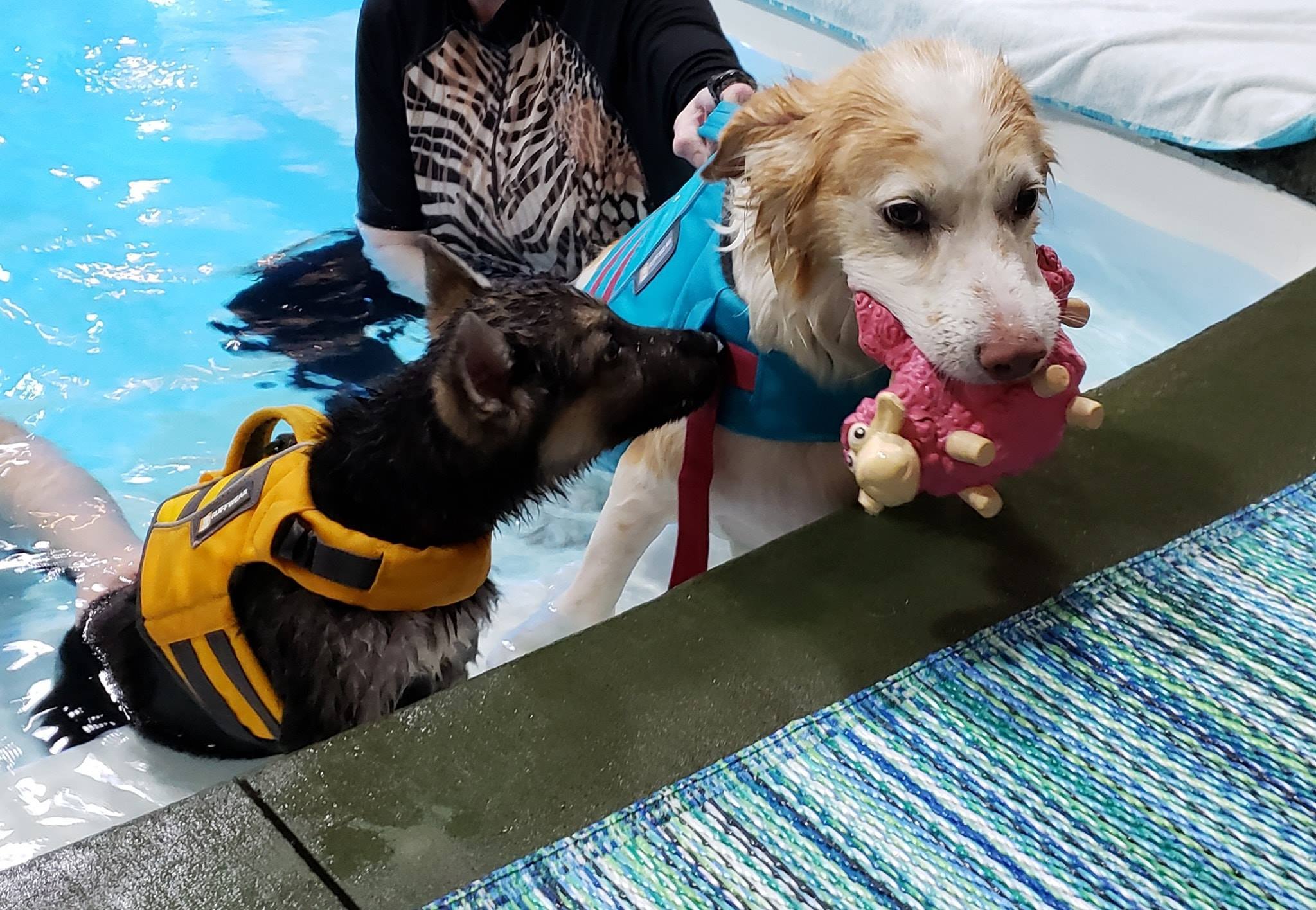 Vizes mókát is kipróbálhatott barátaival