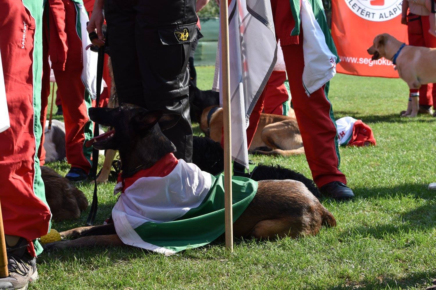 Magyar színekben....