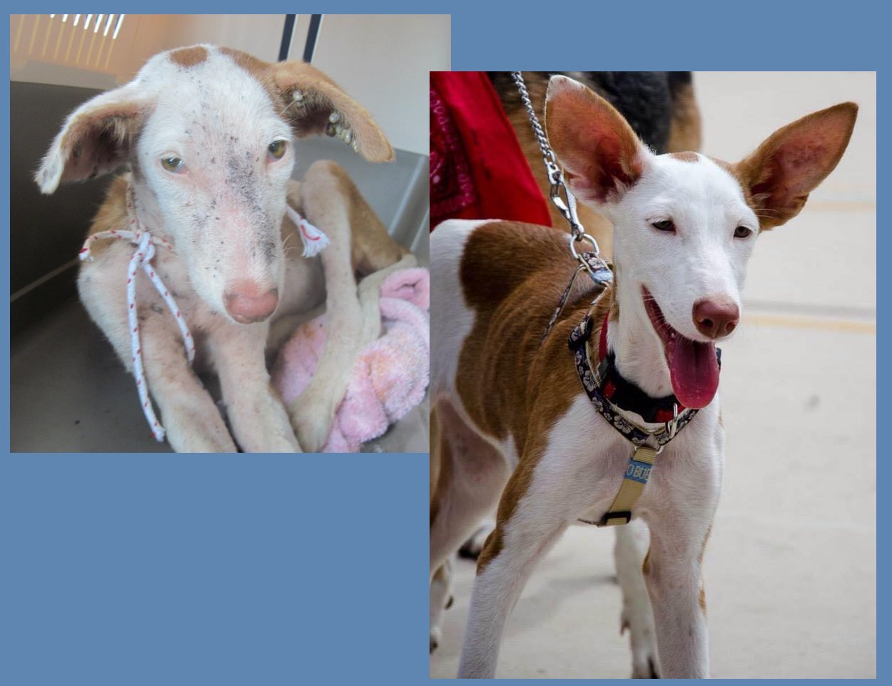 A Podencok sorsán több szervezet is igyekszik segíteni - íme egyikük mentés előtt és után