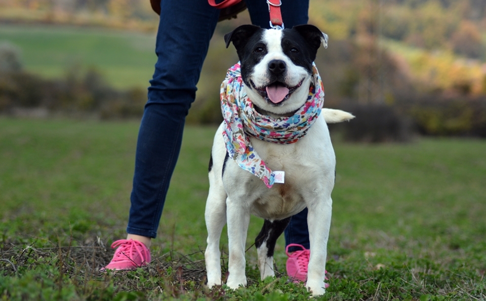 Ametiszt, a csinos kutyahölgy mosolyának sem lehet ellenállni