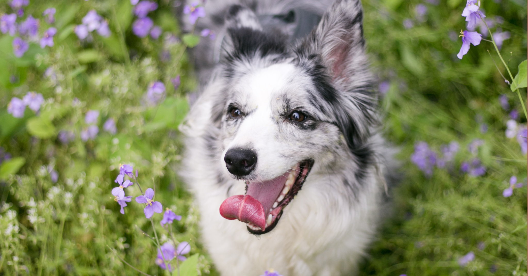 Hosszúhétvége: még maradnak a korlátozások, nem tervezhetünk nagy kutyás kirándulást!