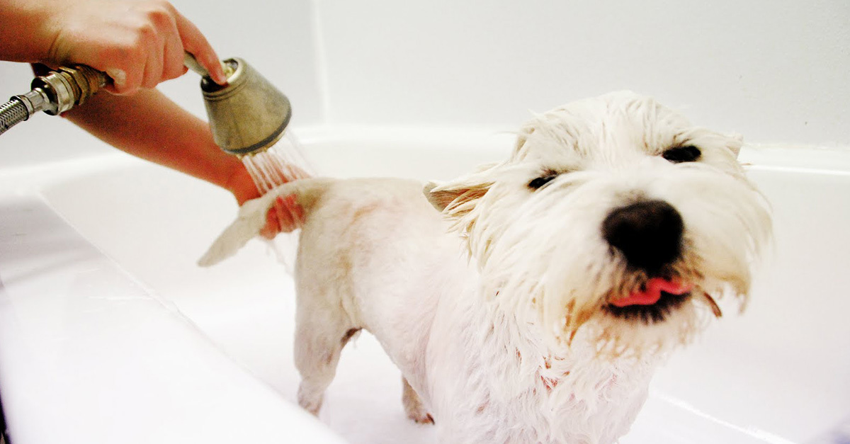 Legyen élmény kutyának és gazdinak is a kutyaápolás