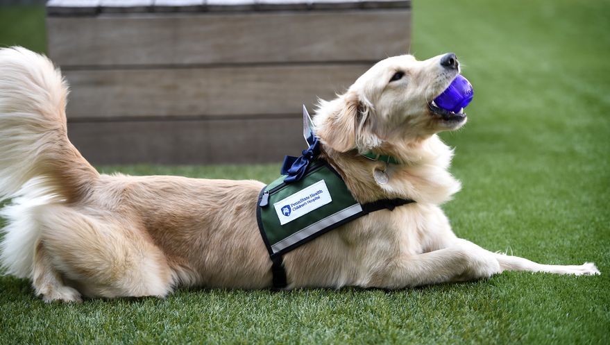 A kutya játékával és rengeteg szeretetével felvidítja, ha kell, akkor nyugtatja a gyerekeket