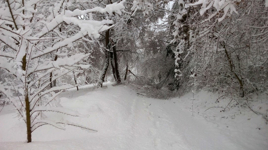 Ilyen körülmények között veszélyes lenne a parkerdő látogatása