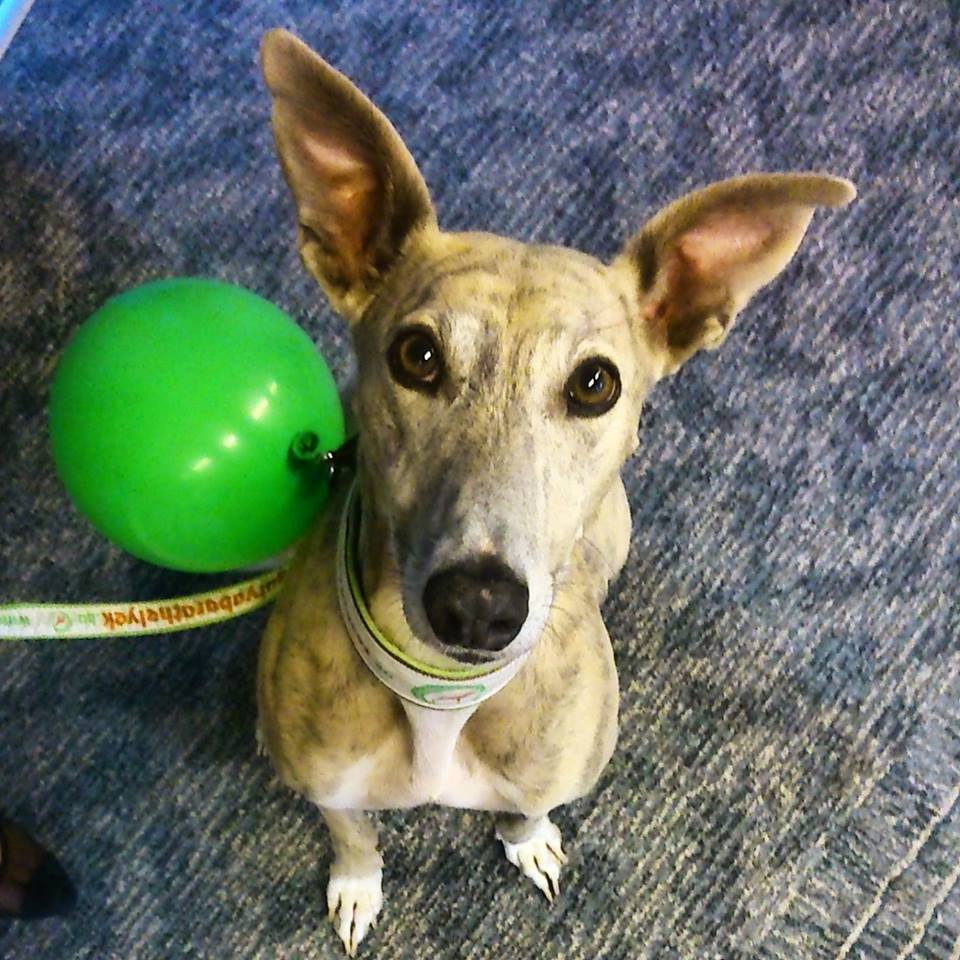 Kála, az agár hölgy