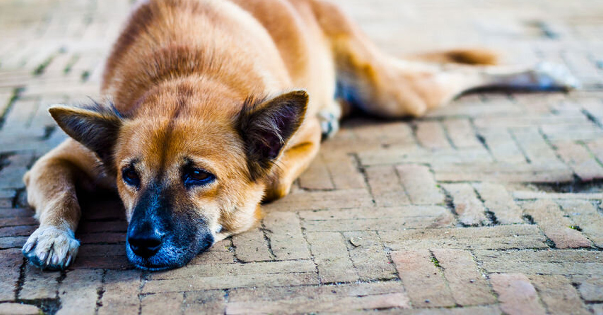 Közel háromezer kutya ivartalanítását támogatja az Agrárminisztérium